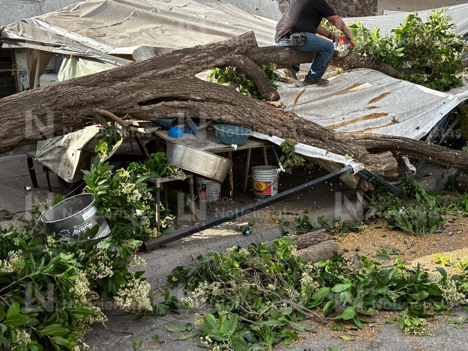 Árbol cae sobre negocio