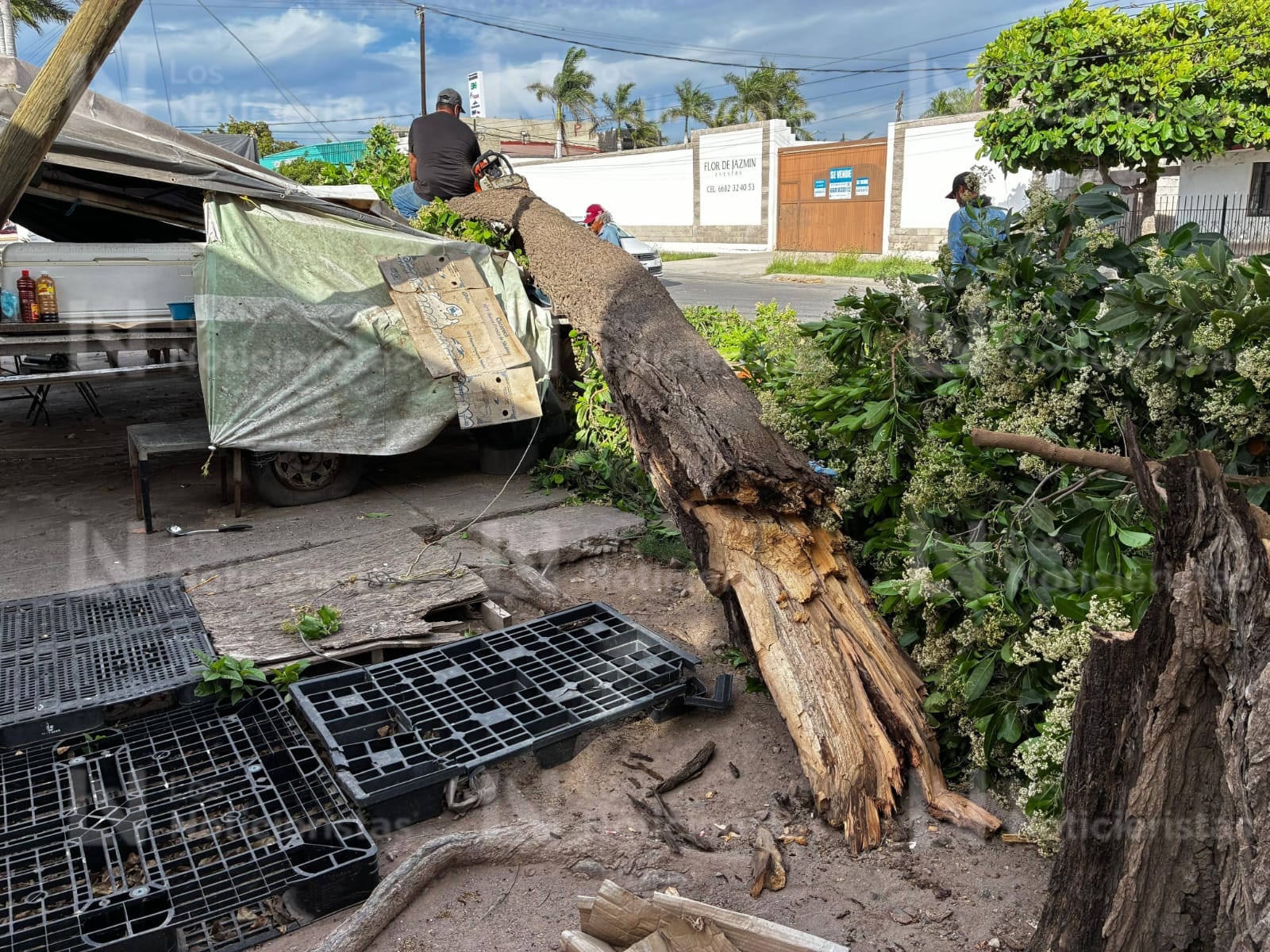 Árbol cae sobre negocio