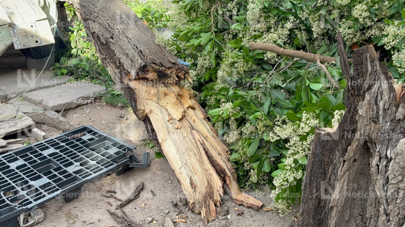 Árbol cae sobre negocio