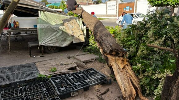 “Lo perdimos todo” dueño del local de mariscos que fue aplastado por un árbol en Los Mochis, solicita ayuda