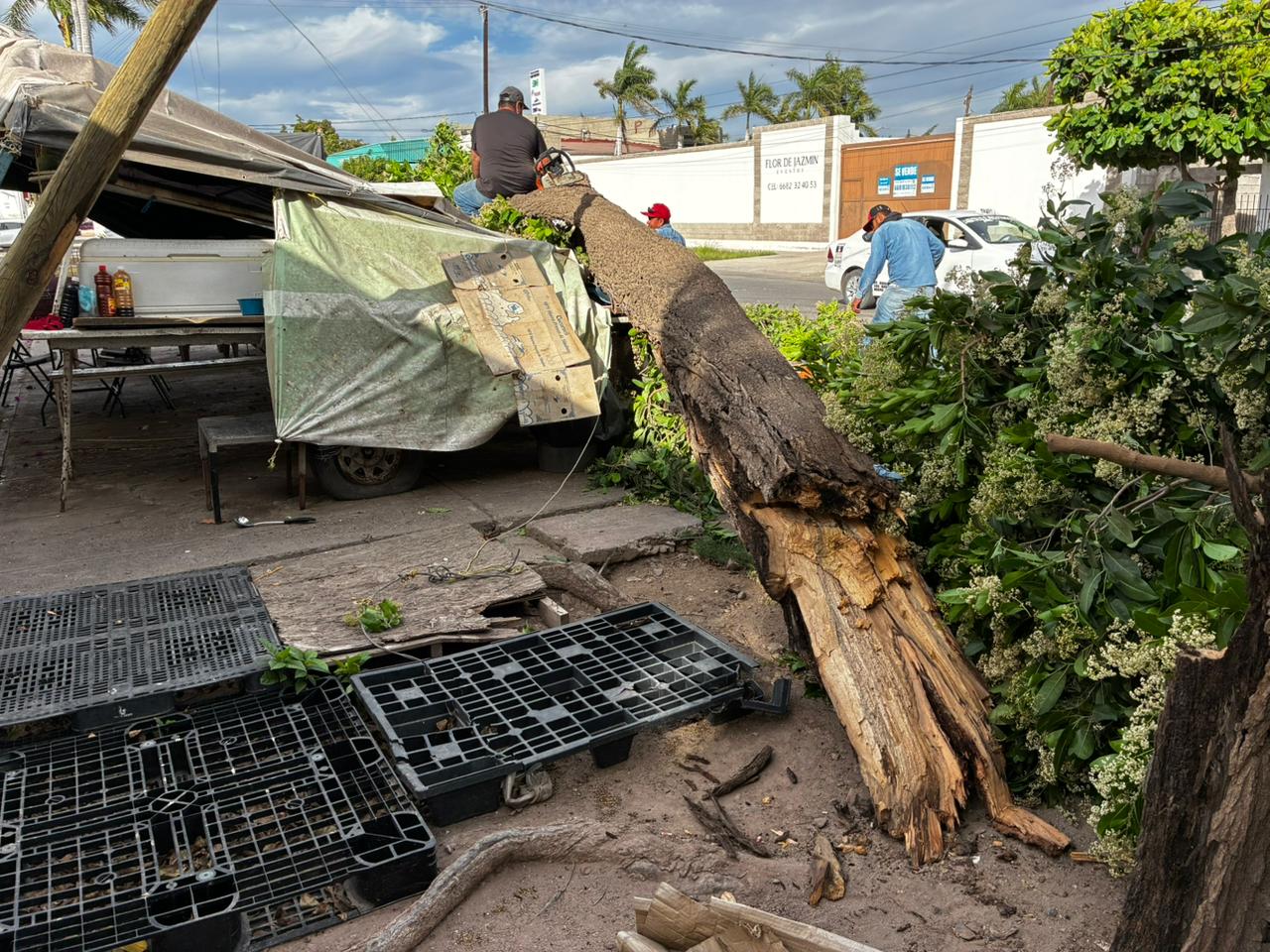 “Lo perdimos todo” dueño del local de mariscos que fue aplastado por un árbol en Los Mochis, solicita ayuda