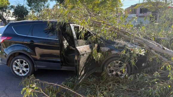 Árboles de eucalipto aplastan a tres vehículos al poniente de Los Mochis, Sinaloa