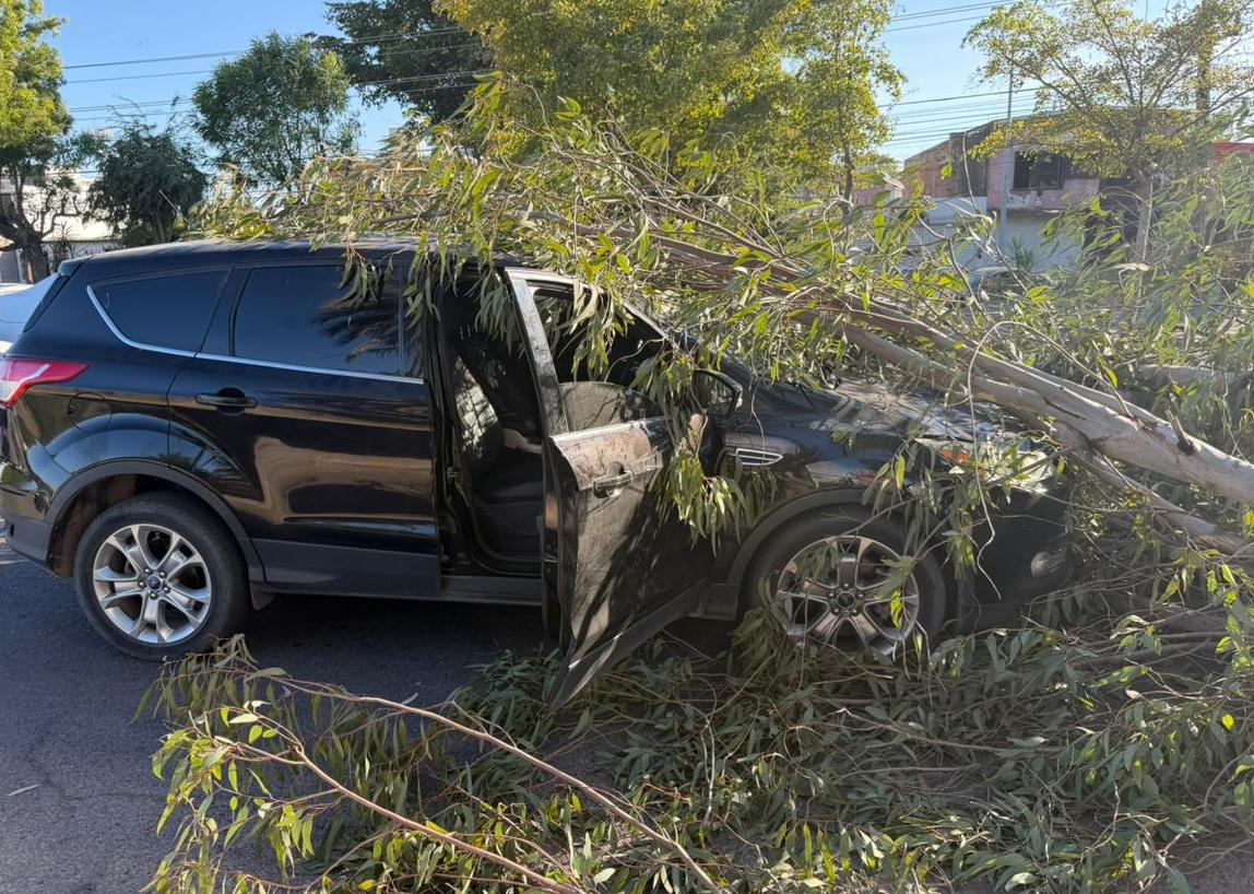 Árbol de eucalipto aplasta vehículos en Los Mochis, Sin.