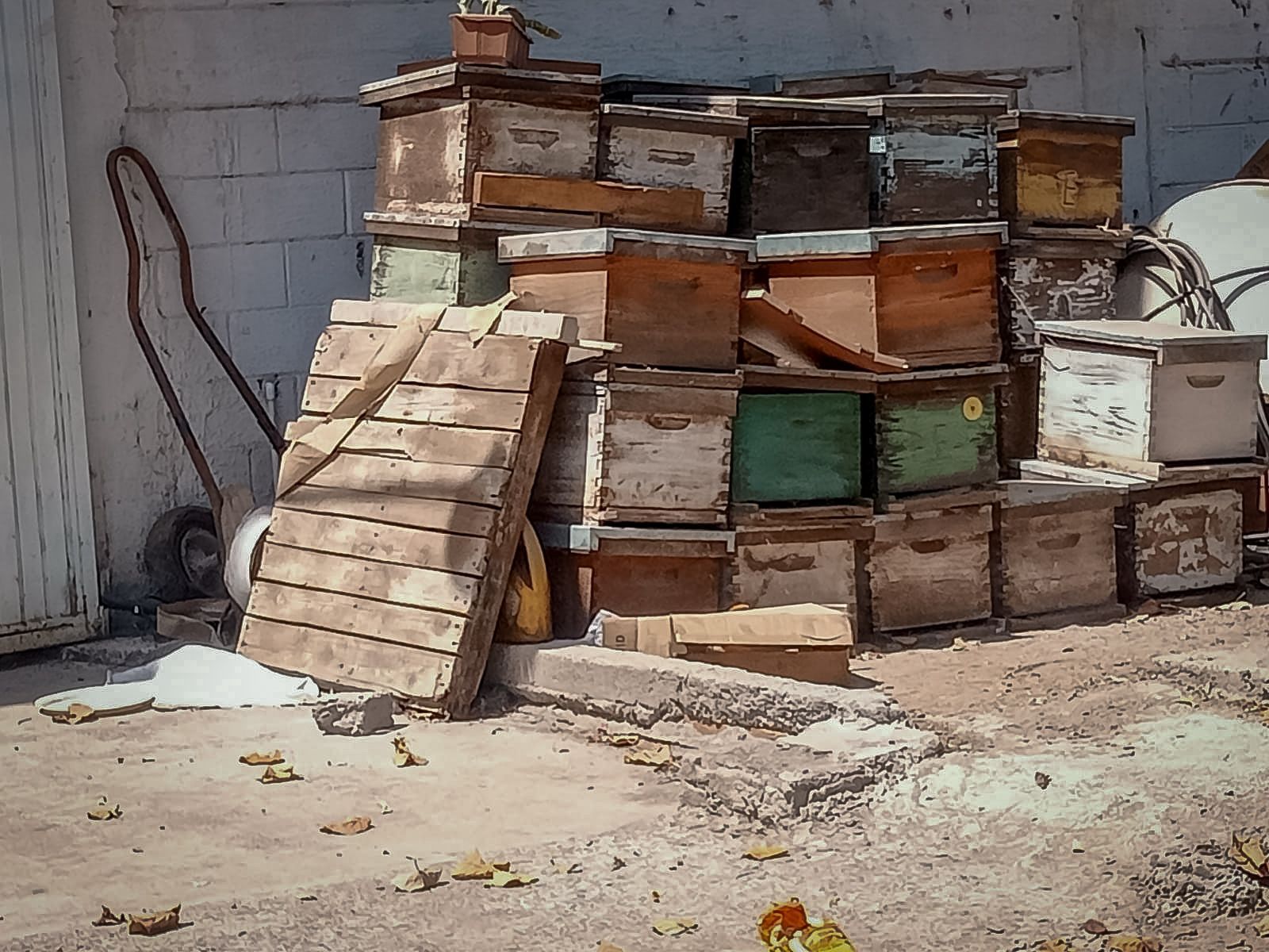 Lugar del ataque de abejas en Culiacán