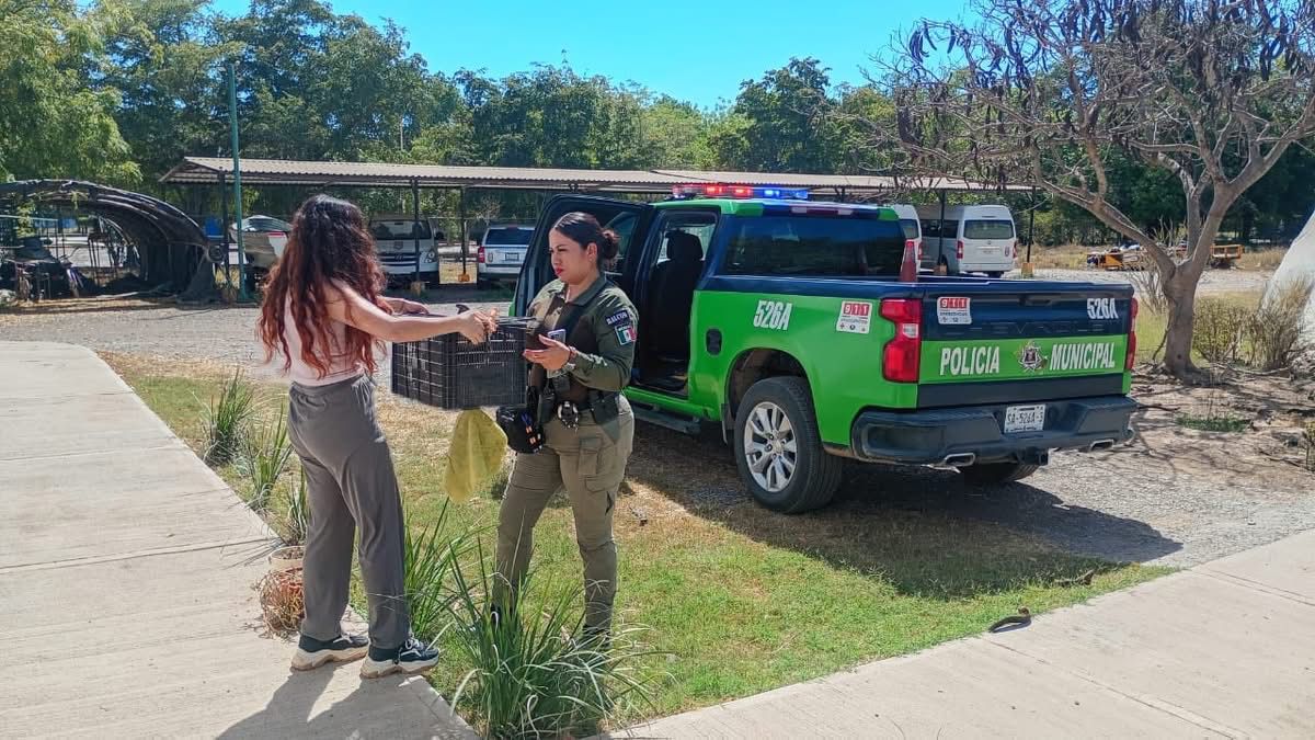 Ave rescatada en Guasave, Sinaloa