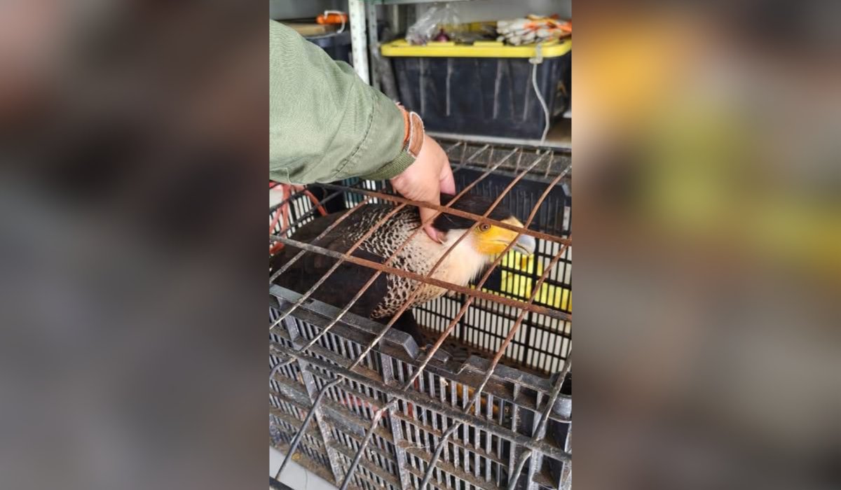Ave rescatada en Guasave, Sinaloa