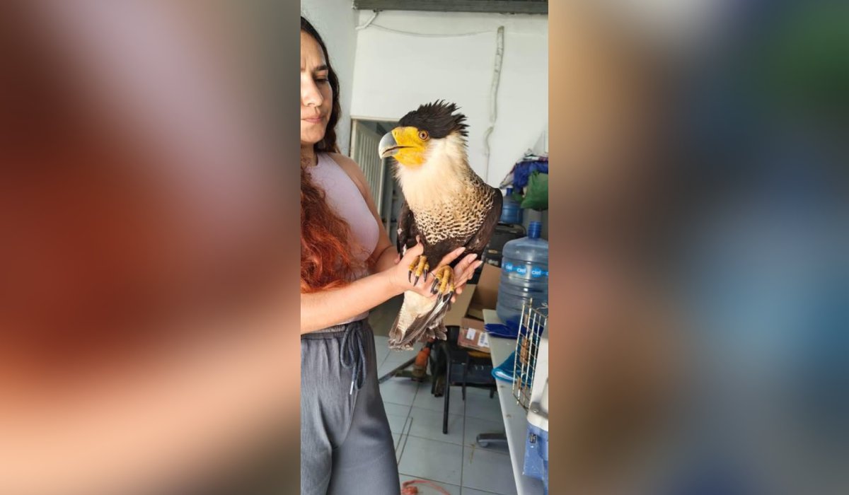 Ave rescatada en Guasave, Sinaloa