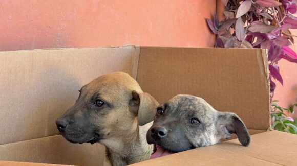 Llevarán jornadas gratuitas de esterilización a la colonia Casa Hogar en Mazatlán, Sinaloa, del 13 al 16 de abril