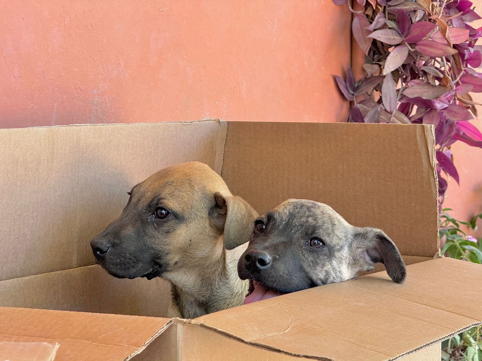 Llevarán jornadas gratuitas de esterilización a la colonia Casa Hogar en Mazatlán, Sinaloa, del 13 al 16 de abril