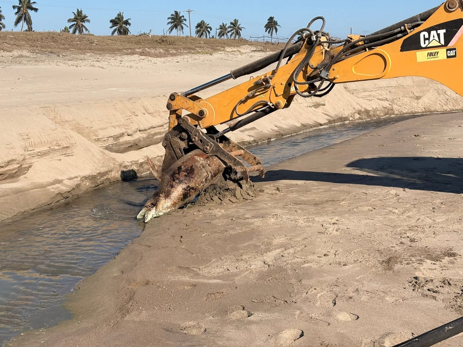 Delfín sin vida en playa El Caimanero