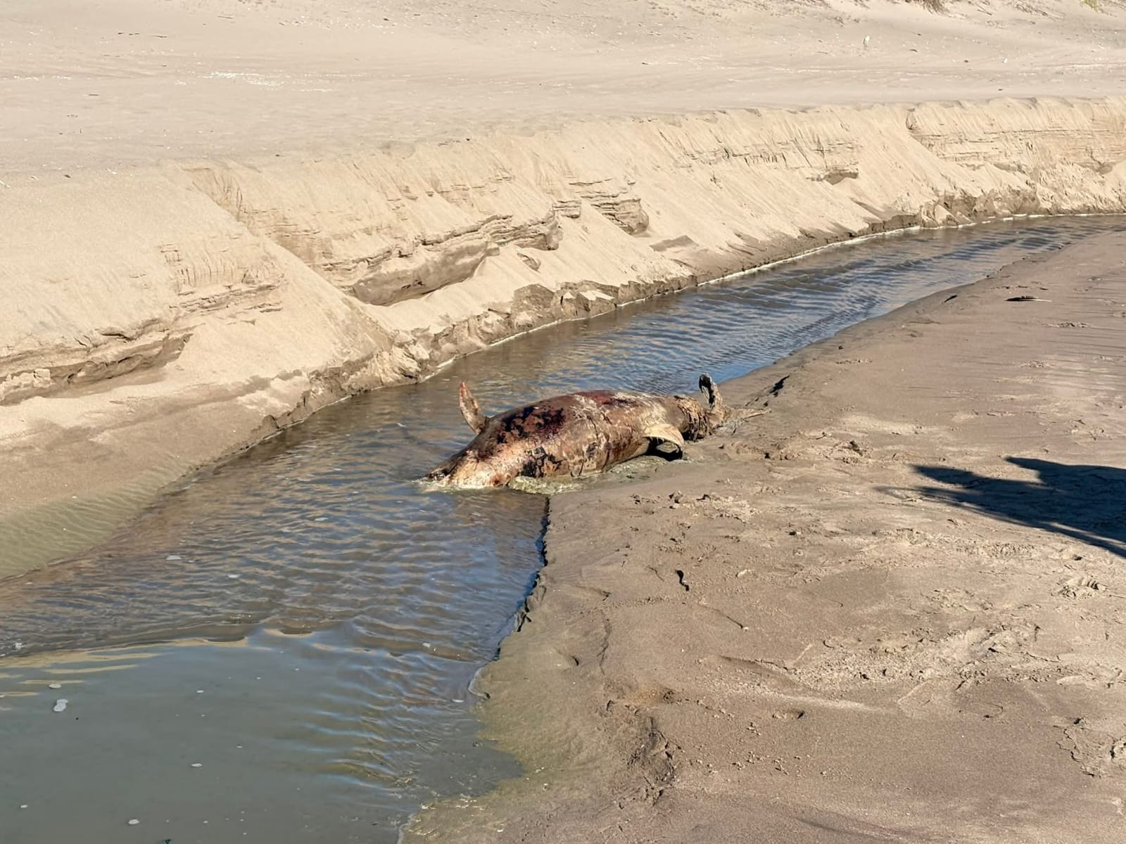 Delfín sin vida en playa El Caimanero