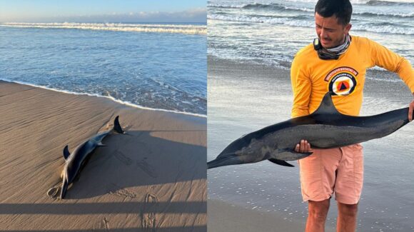 Delfín queda varado en una playa de Mazatlán, Sinaloa; Protección Civil lo auxilia y regresa a su hábitat