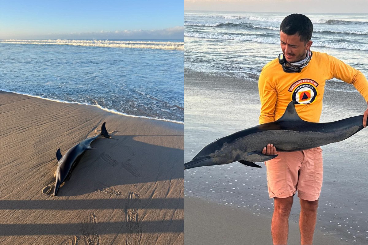 Protección Civil auxilia a delfín varado en playa de Mazatlán