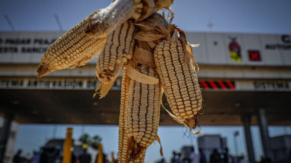 Productores sinaloenses llegan a acuerdo de 6 mil pesos por tonelada de maíz, tras concluir reunión en Sader