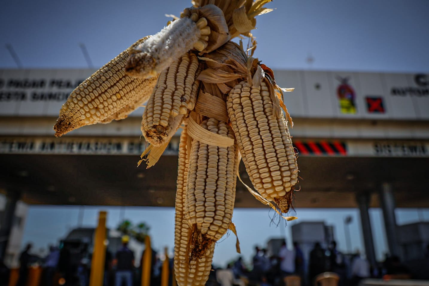 Elotes