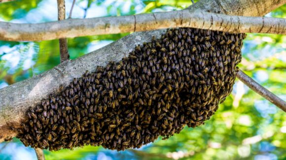 Aumentan reportes por presencia de abejas en Salvador Alvarado; PC llama a no manipular enjambres