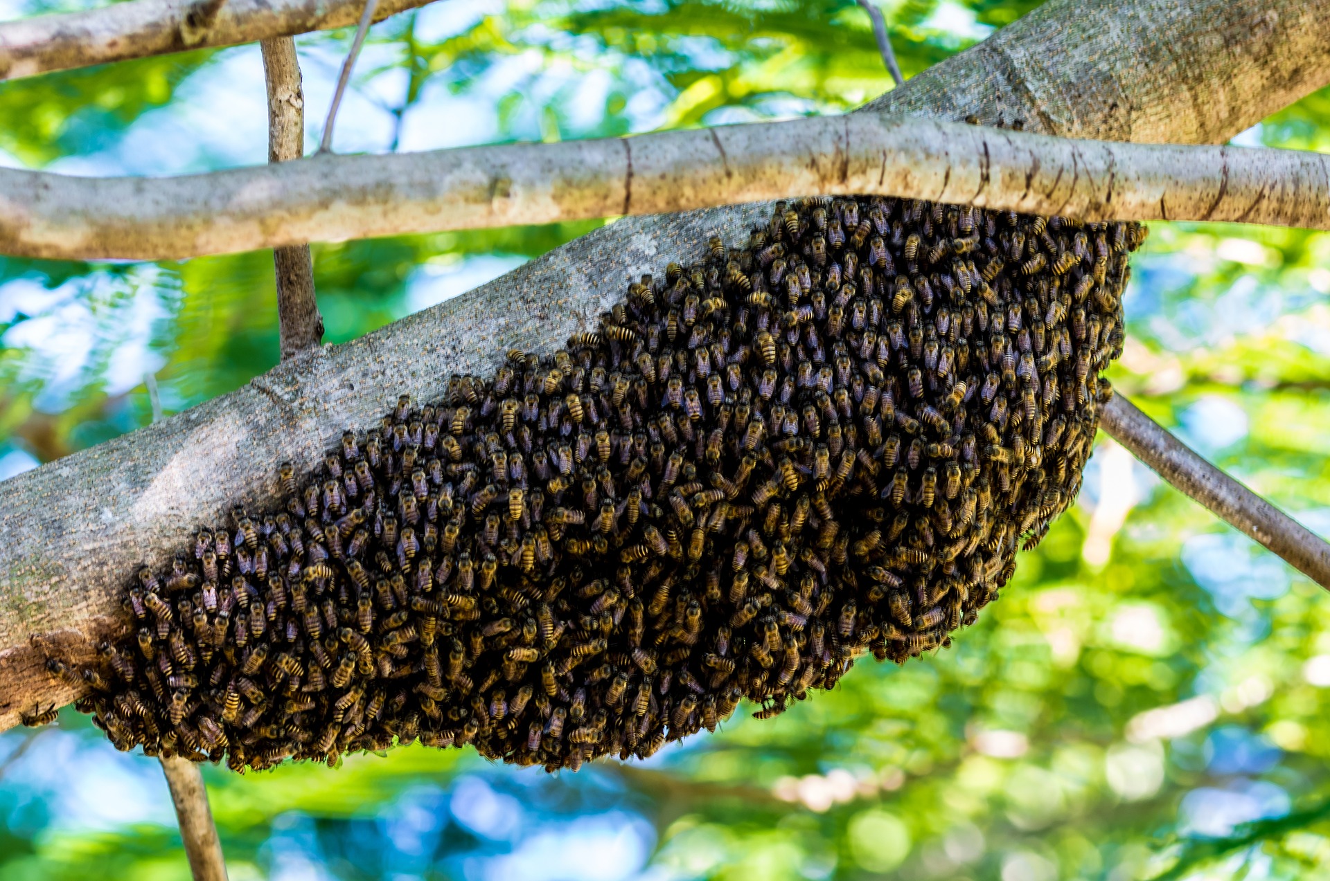 Enjambre de abejas