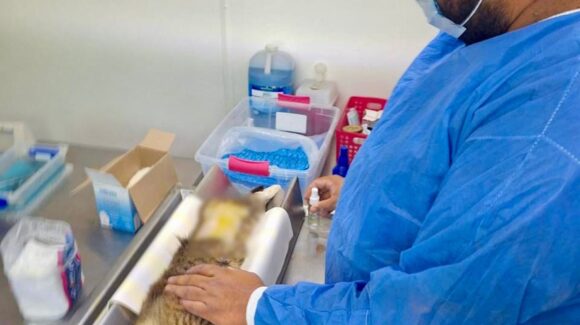 Van en pro del bienestar animal en Mazatlán, Sinaloa, ya son 29 mascotas atendidas en Quinta Chapalita con esterilizaciones gratuitas