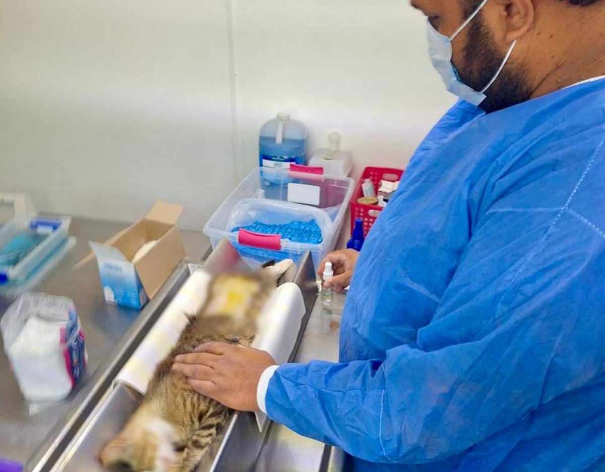 Esterilizan mascotas en la colonia Quinta Chapalita, en Mazatlán
