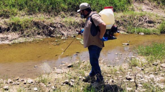 Aumentan casos de dengue en la región del Évora, en Sinaloa; confirman 29 contagios