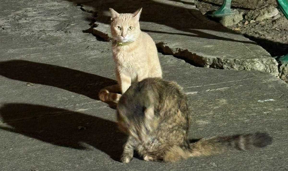 Gatitos