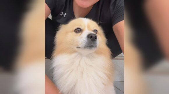 Hombre ofrece de recompensa su moto a quien le entregue a su perro Max; está perdido en Guasave, Sinaloa