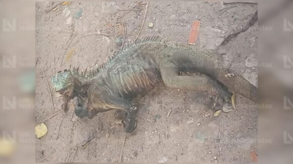 ¡La vez pasada una ardilla, ahora una iguana! Reptil deja sin agua a media ciudad de Los Mochis, Sinaloa