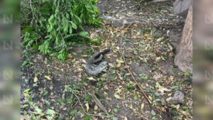 iguana deja sin agua a los mochis sin