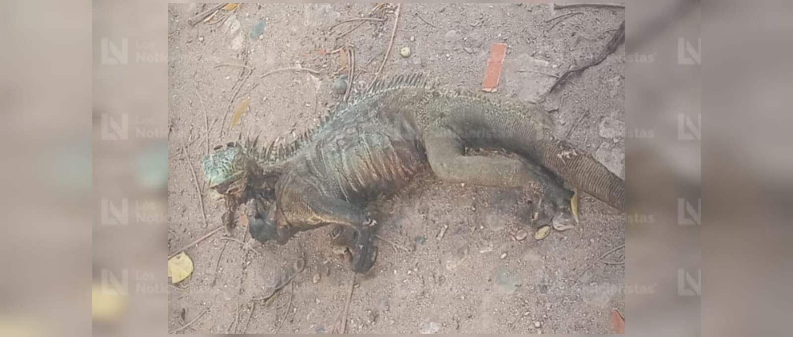 iguana deja sin agua a los mochis sinaloa