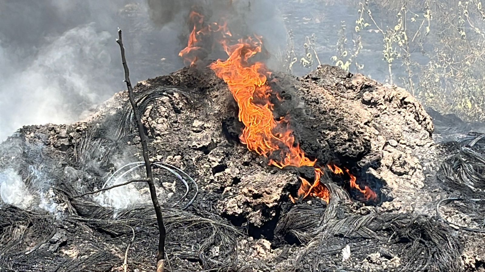 Incendio de maleza en Guasave