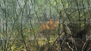 incendio en los mochis sinaloa