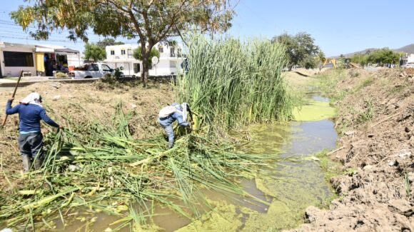 Mazatlán avanza en limpieza de canales previo a temporada de lluvias; suman 15 kilómetros intervenidos
