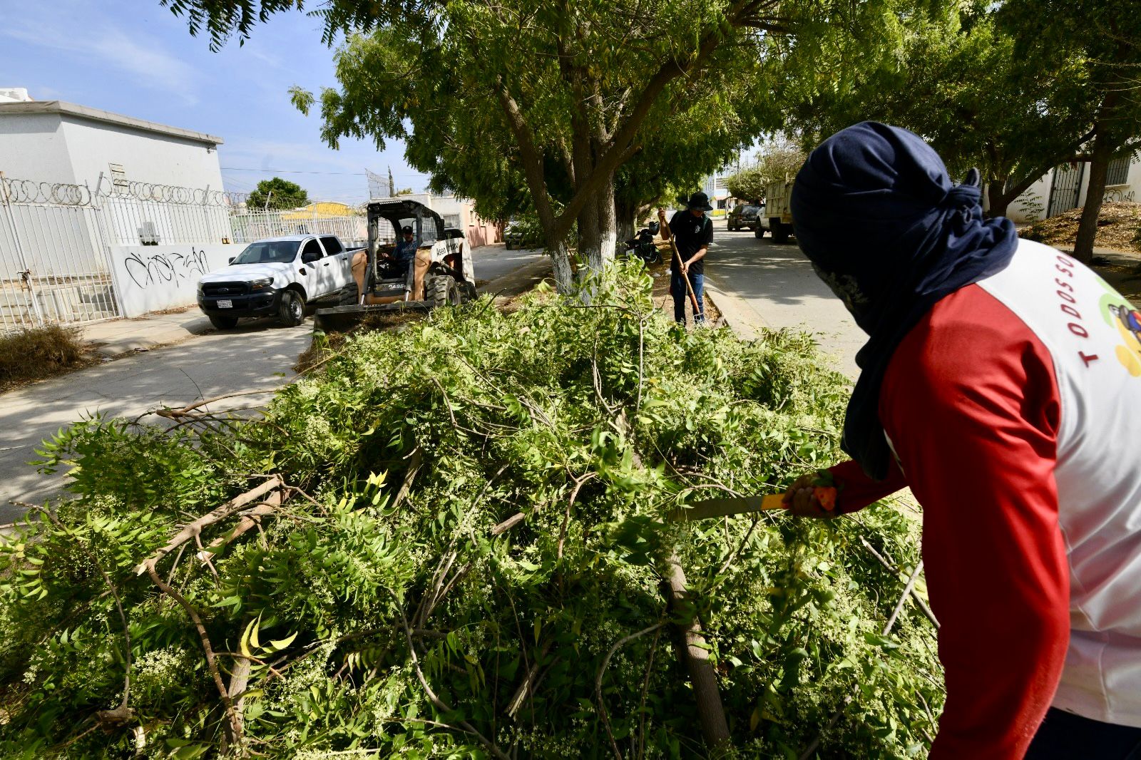 Limpieza y mantenimiento de áreas verdes en Mazatlán
