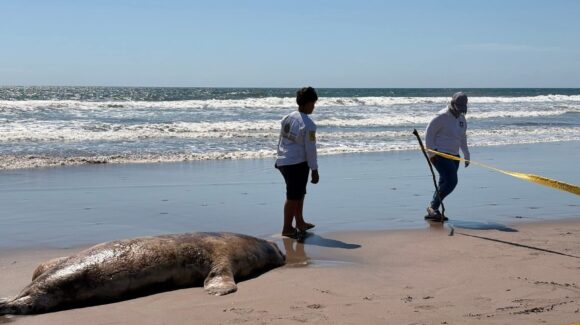 Localizan sin vida a lobo marino y delfín en playas de El Caimanero, en El Rosario, Sinaloa
