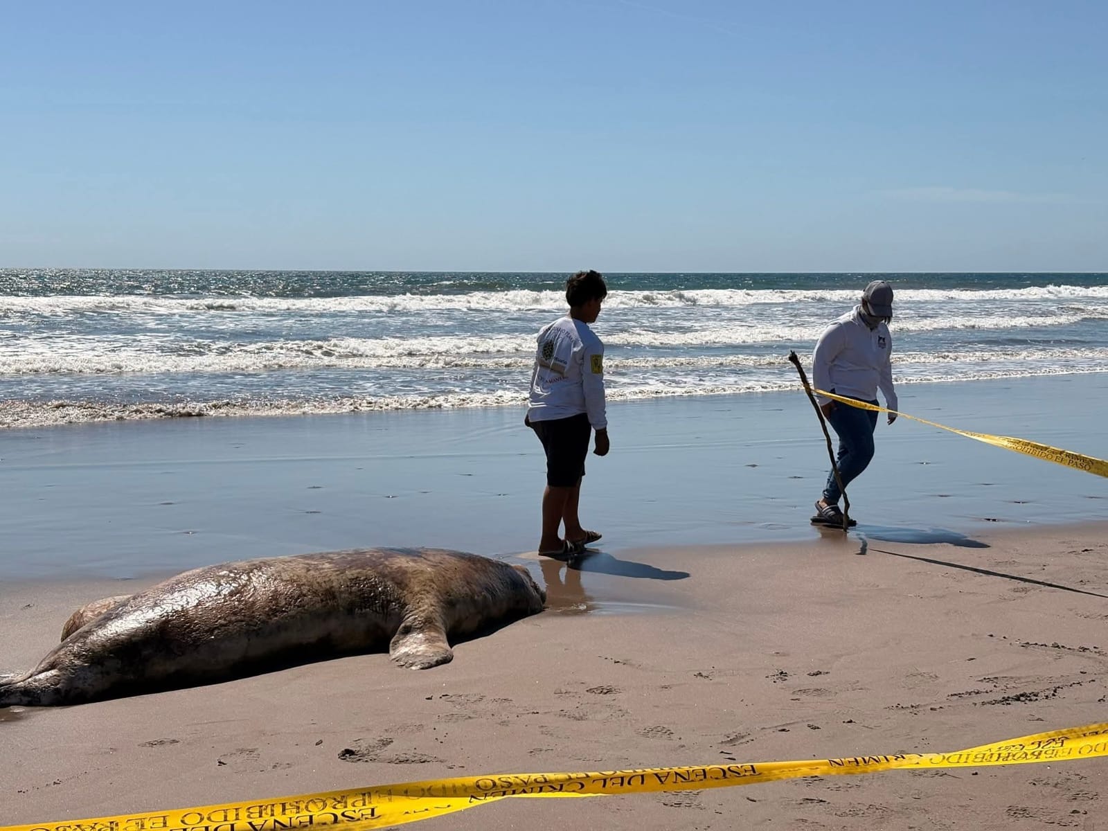 Lobo marino sin vida en playa
