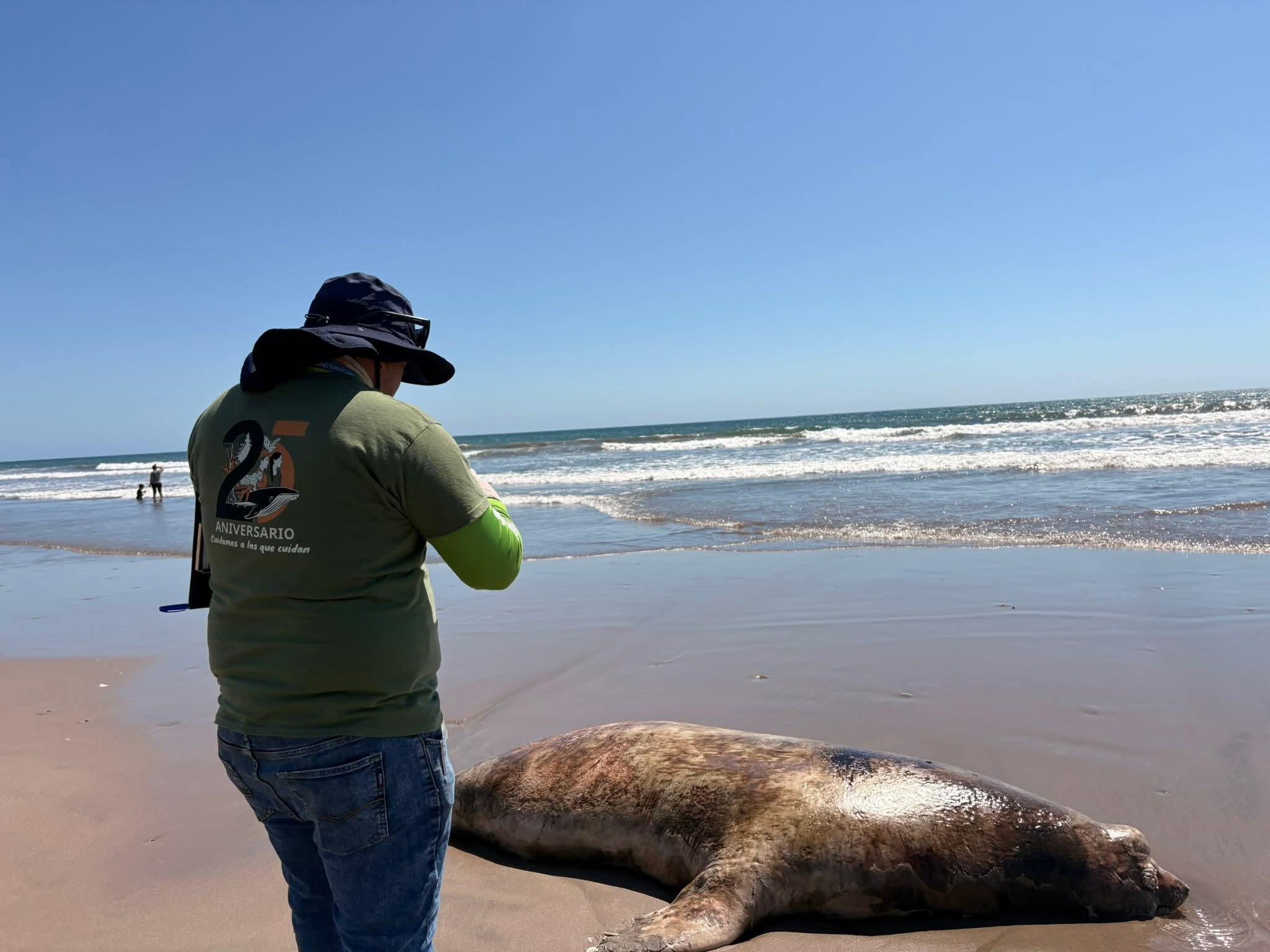 Lobo marino sin vida en playa