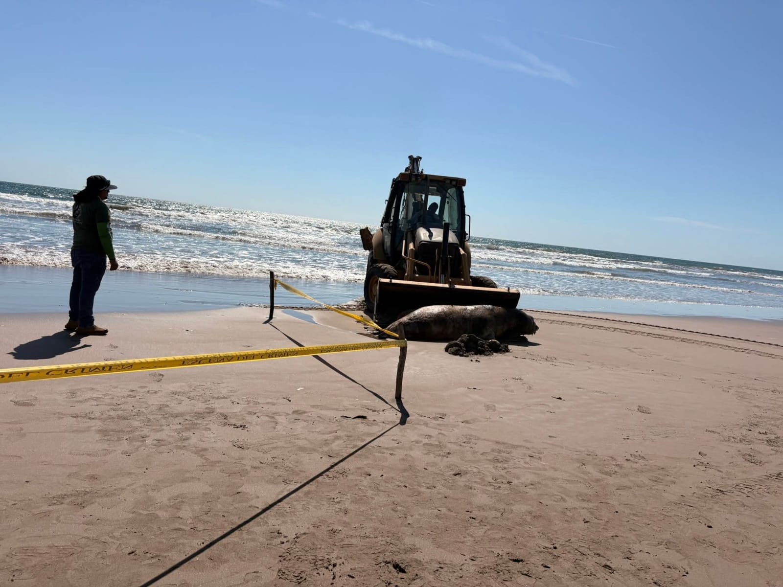 Lobo marino sin vida en playa
