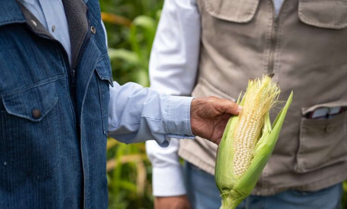 Cultivo de maíz