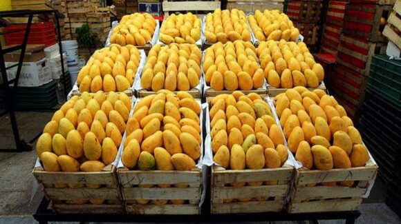 Mangueros del sur de Sinaloa hacen gestiones para acceder a un seguro catastrófico ante huertos sin frutos
