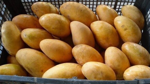 Productores de mango del norte de Sinaloa esperan mermas fuertes en la cosecha