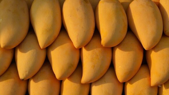 Escuinapa sufrirá un golpe severo en su producción de mango; empaques sufren riesgo de no operar en esta temporada