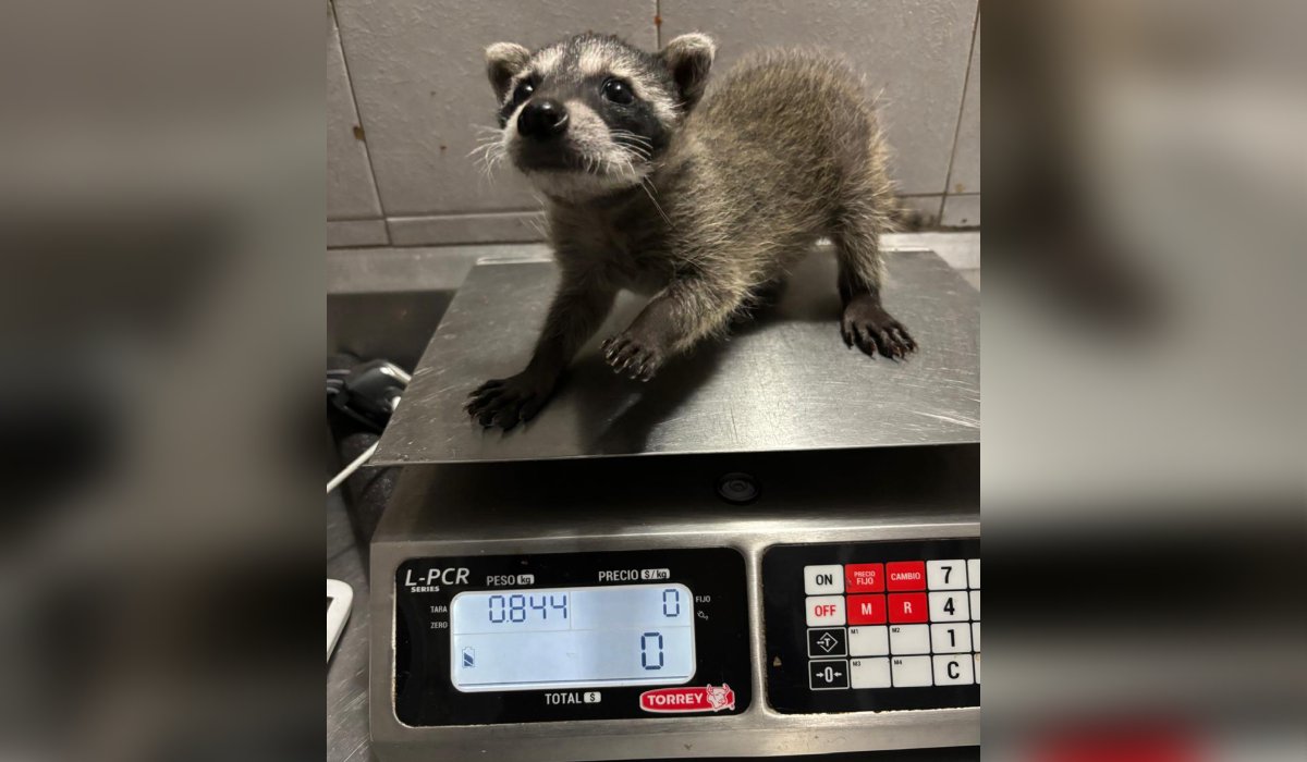 Mapache rescatado en Mazatlán