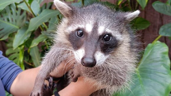 Lloraba atrapado en la pared, ahora tiene una segunda oportunidad: salvan a cría de mapache en Mazatlán, Sinaloa