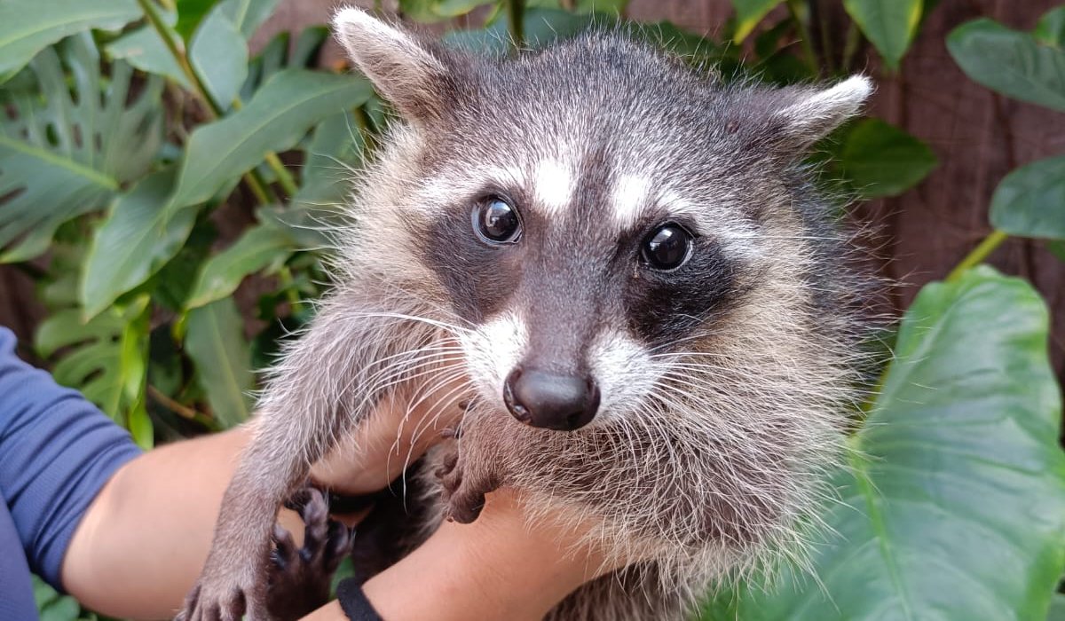 Mapache rescatado en Mazatlán
