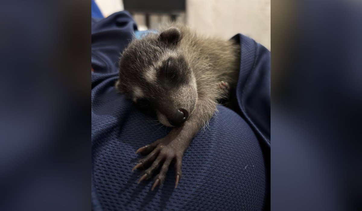 Mapache rescatado en Mazatlán