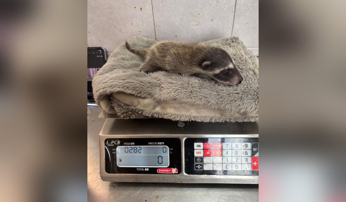 Mapache rescatado en Mazatlán