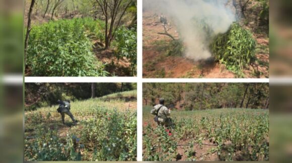 Militares destruyen más de 3 mil m² en plantíos de mariguana y amapola en Badiraguato, Sinaloa