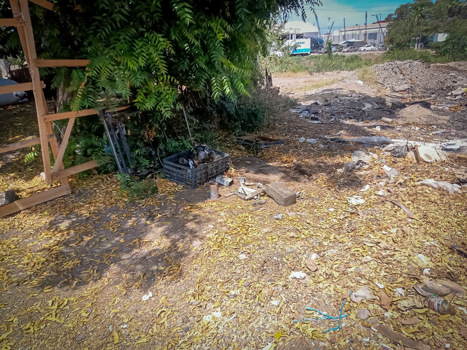 Enjanbre de abejas