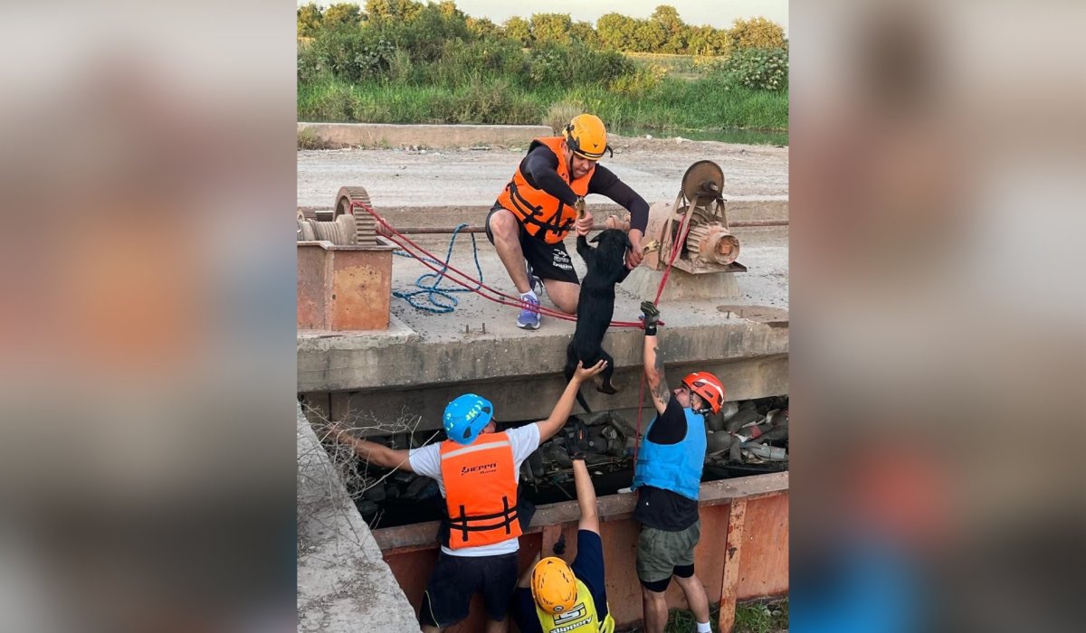 Perro rescatado de un canal en Guasave, Sinaloa
