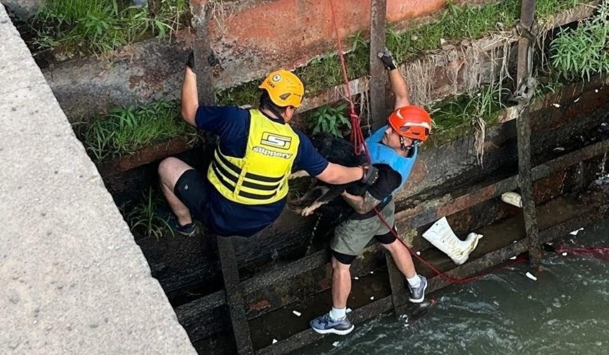 Perro rescatado de un canal en Guasave, Sinaloa